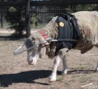 Video: Blind sheep fitted with halo to stop him from bumping into things