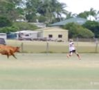Video: Bull makes it way onto soccer pitch and charges player