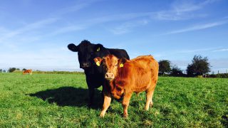 Over £100,000 paid for BVD calves in Northern Ireland