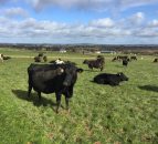 Grass advice: Nearing the end of the green stuff