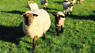 Sheep farmer banned from owning animals and fined for animal welfare offences