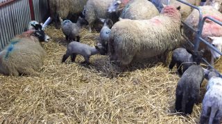 Farmers urged to vaccinate against enzootic abortions in ewes