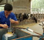 How Fonterra plans to dominate the Chinese dairy market with 15,000 cows