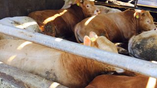 Hitting market spec all important for UK beef farmers
