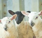 Morrisons becomes second supermarket to commit to ‘British-only’ lamb