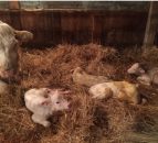 Fourth times a charm: Charolais cow gives birth to quadruplets