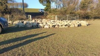 Over 100 sheep killed in the UK’s worst sheep attack ever