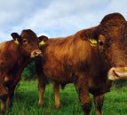 Applications to the North's Environmental Farming Scheme to open soon