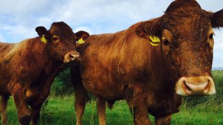 Applications to the North’s Environmental Farming Scheme to open soon
