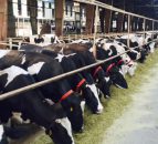 Pics: Behind the scenes at one of Iran's largest dairy farms