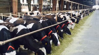 Pics: Behind the scenes at one of Iran’s largest dairy farms