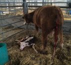 Agriland Vet: Video on dealing with a calf coming backwards