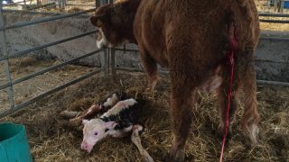 Agriland Vet: Video on dealing with a calf coming backwards