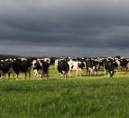 Analysis: Experts predict the dairy industry is set to suffer more in the short term