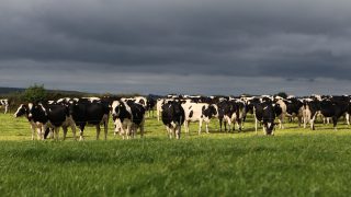 Aurivo increases September milk price