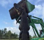 Farmer shoots 15ft alligator which he claims ate his cattle