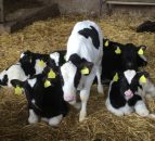 Holstein UK announces judges for 2024 ABAB Calf Show, but no venue
