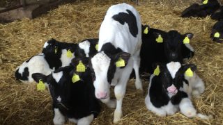 Additional BVD control measures likely to be required in Northern Ireland