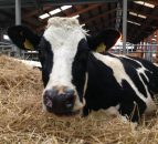 Chaos as half of sales at Kingston 950-cow herd auction fall through