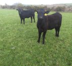 Irish farmers paid more for R3 heifers than farmers in the UK