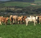 North/south heifer price differential narrows again