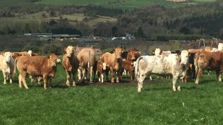 North/south heifer price differential narrows again