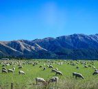 New Zealand farmers export more meat for less money