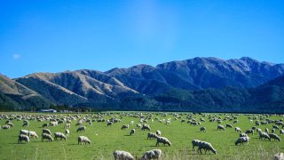 New Zealand sheep numbers drop as the beef herd increases