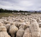 30% fall in New Zealand sheep numbers in the past decade