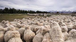 30% fall in New Zealand sheep numbers in the past decade