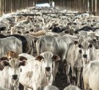 Meat processors call for Government to intervene in Mercosur deal