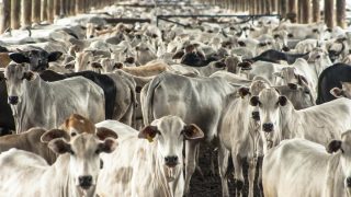 US and Brazil seal new fresh beef deal