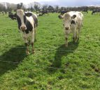 NI milk production levels and prices continue to rise in 2017