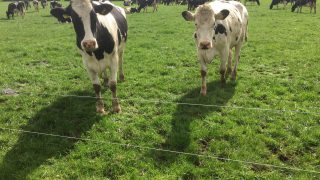 NI milk production levels and prices continue to rise in 2017