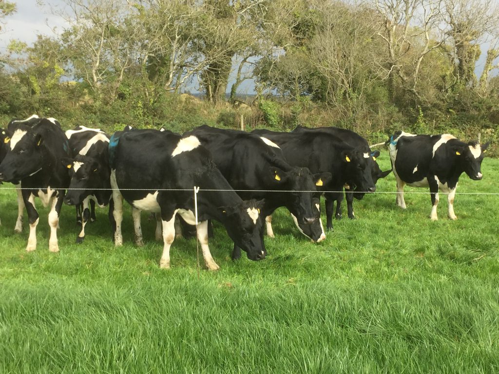 ornua, superlevy, Irish milk, Aurivo