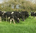 GB dairy producer numbers fall below 9,000
