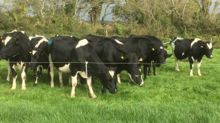 Aurivo has increased its October milk price