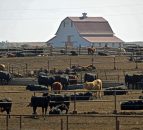 Volume of Australian beef in Europe up 13% this year