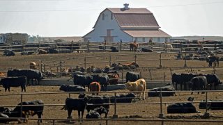 ’20-year EU ban on US beef has been in effect far too long’
