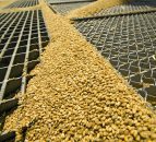 New Zealand grain prices fall on the back of dairy price downturn