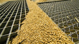 Brexit uncertainty impacting grain trade now, NFU warns