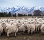 EU's largest sheepmeat supplier sees lamb numbers drop in February