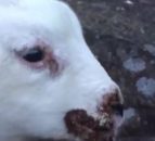 Agriland Vet: Dealing with Orf - the sheep farmer's nightmare