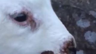Agriland Vet: Dealing with Orf – the sheep farmer’s nightmare