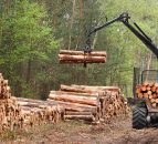 Don't undervalue your timber (Potential earnings of €25,000/ha)