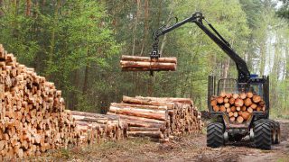 Don’t undervalue your timber (Potential earnings of €25,000/ha)