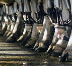 More details emerge of the EU's Milk Supply Reduction Scheme