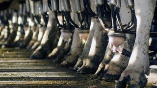 Kerry Group holds milk price for July supplies