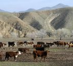 Australia's largest farm with 160,000 cattle to be sold for €256m