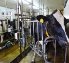 Calls for mandatory milk supply cuts, if voluntary measures don't work